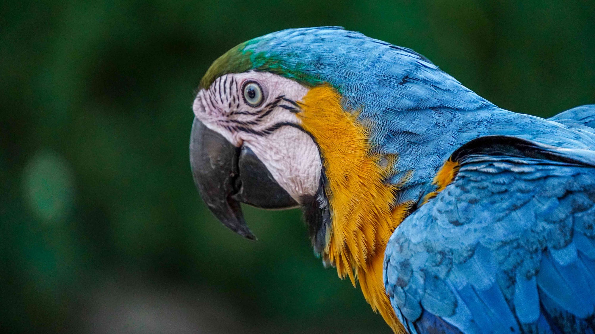bonito brazilie