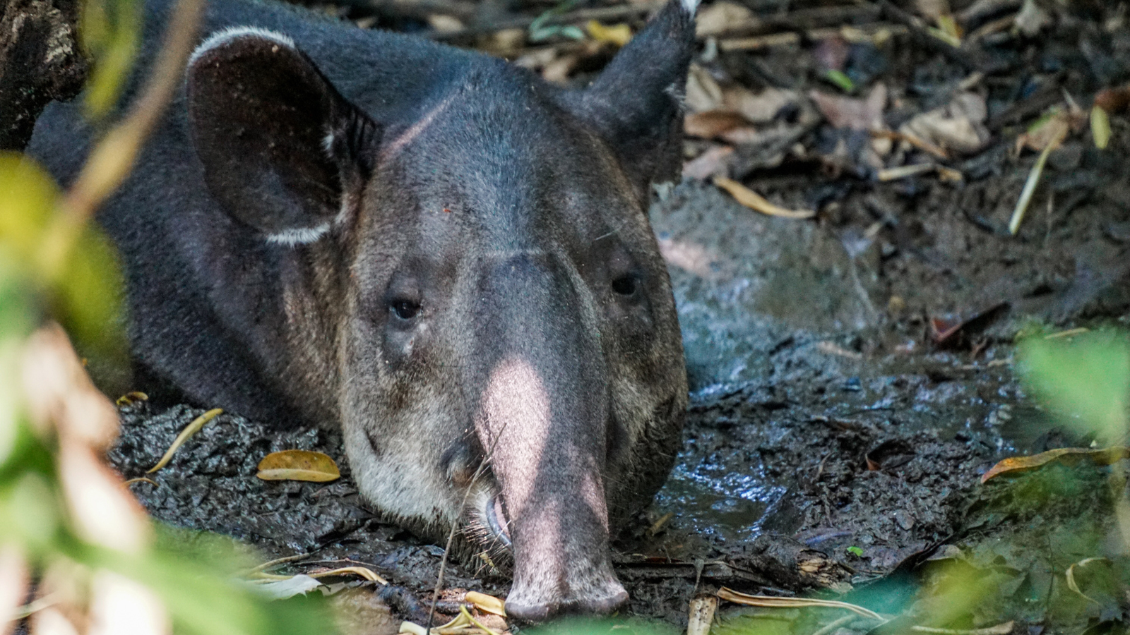 Corcovado National park