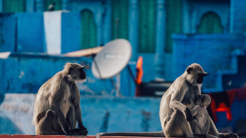 jodhpur india