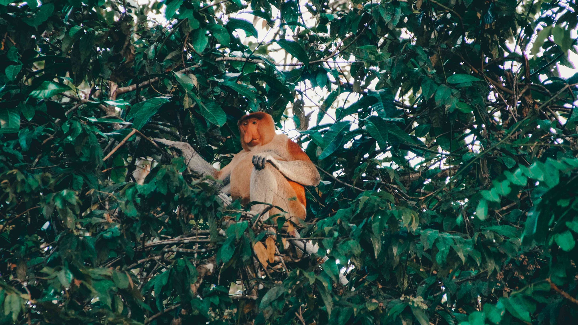 Kinabatangan rivier