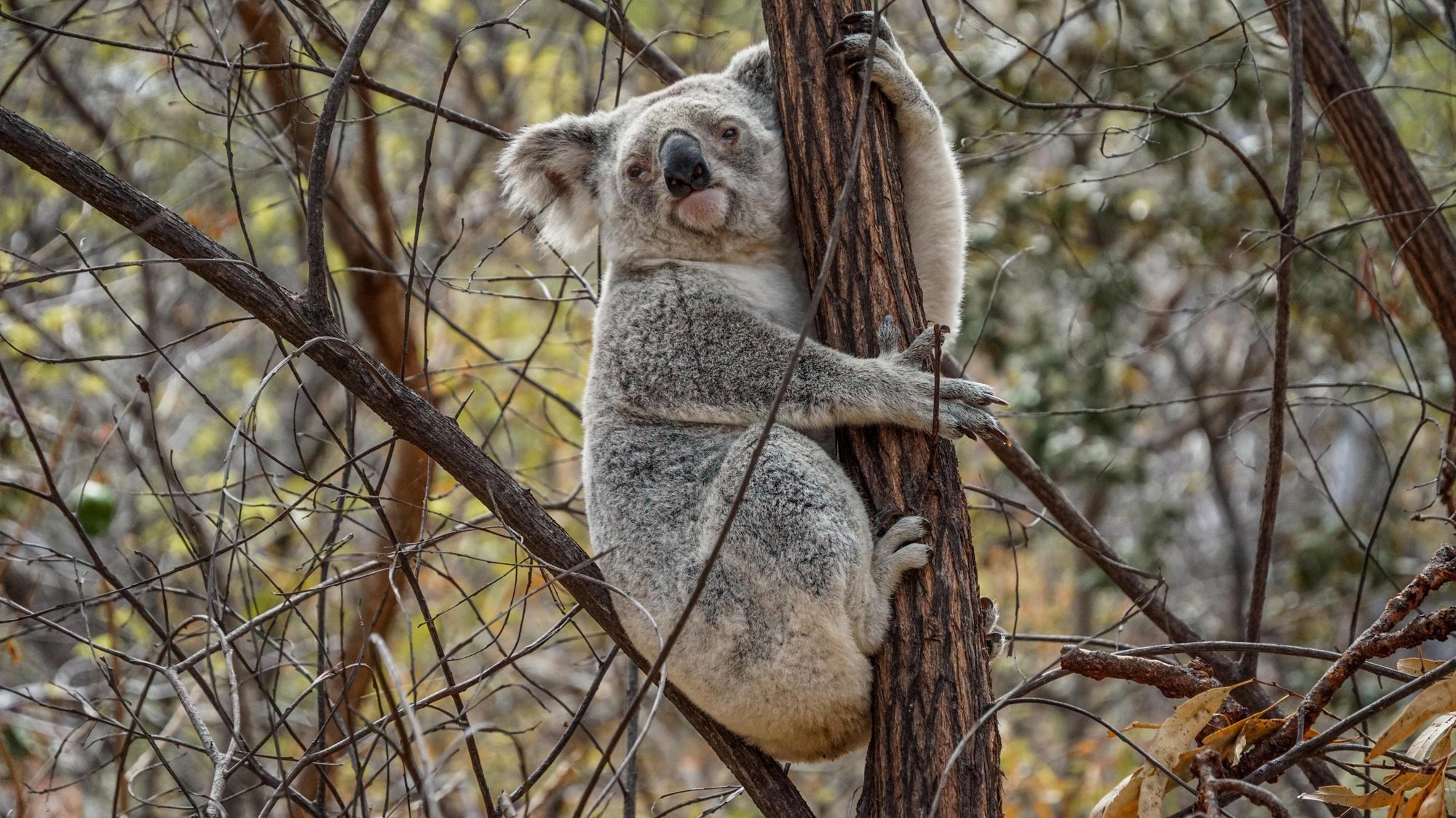 magnetic island koala