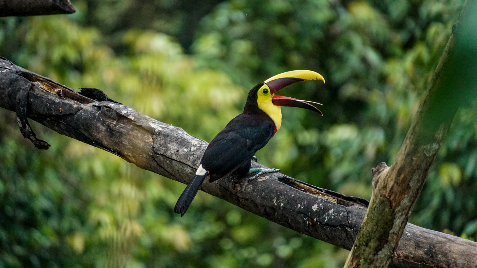 mindo ecuador