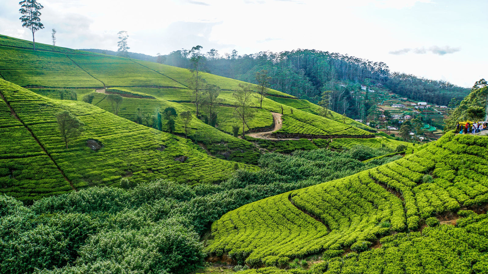 Nuwara Eliya