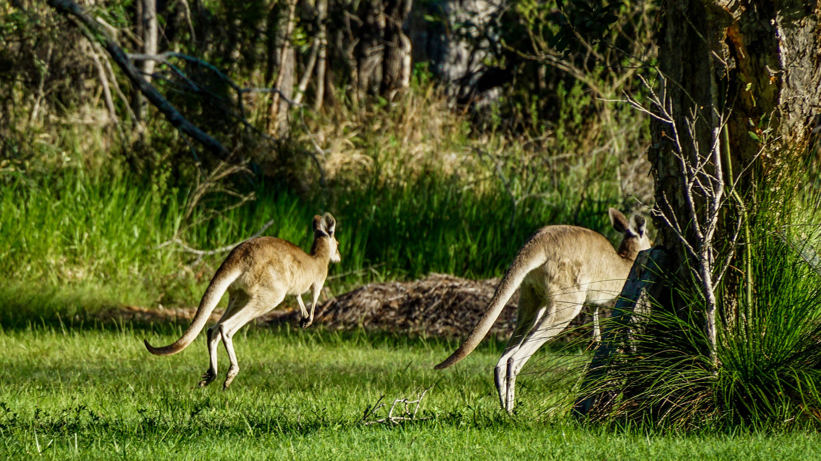 Rondreis Australië in 3 tot 4 weken | Route langs de oostkust