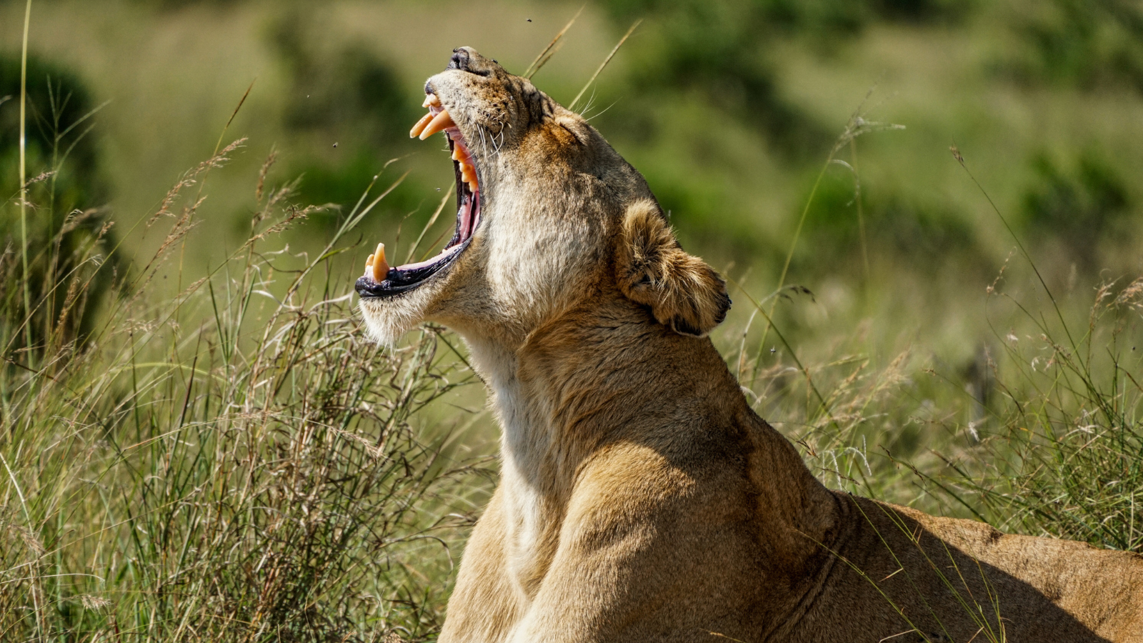safari kenia