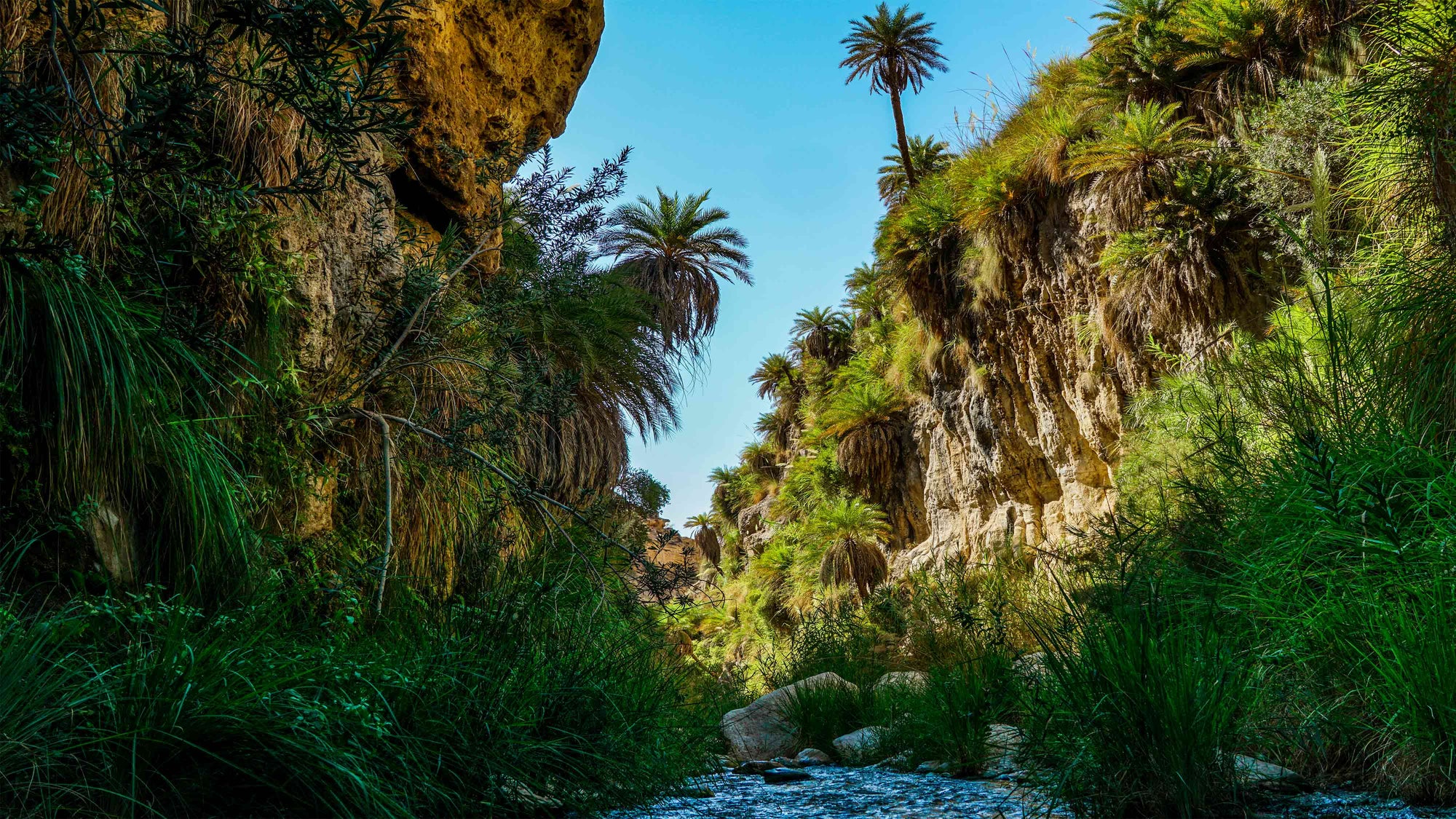wadi bin hammad