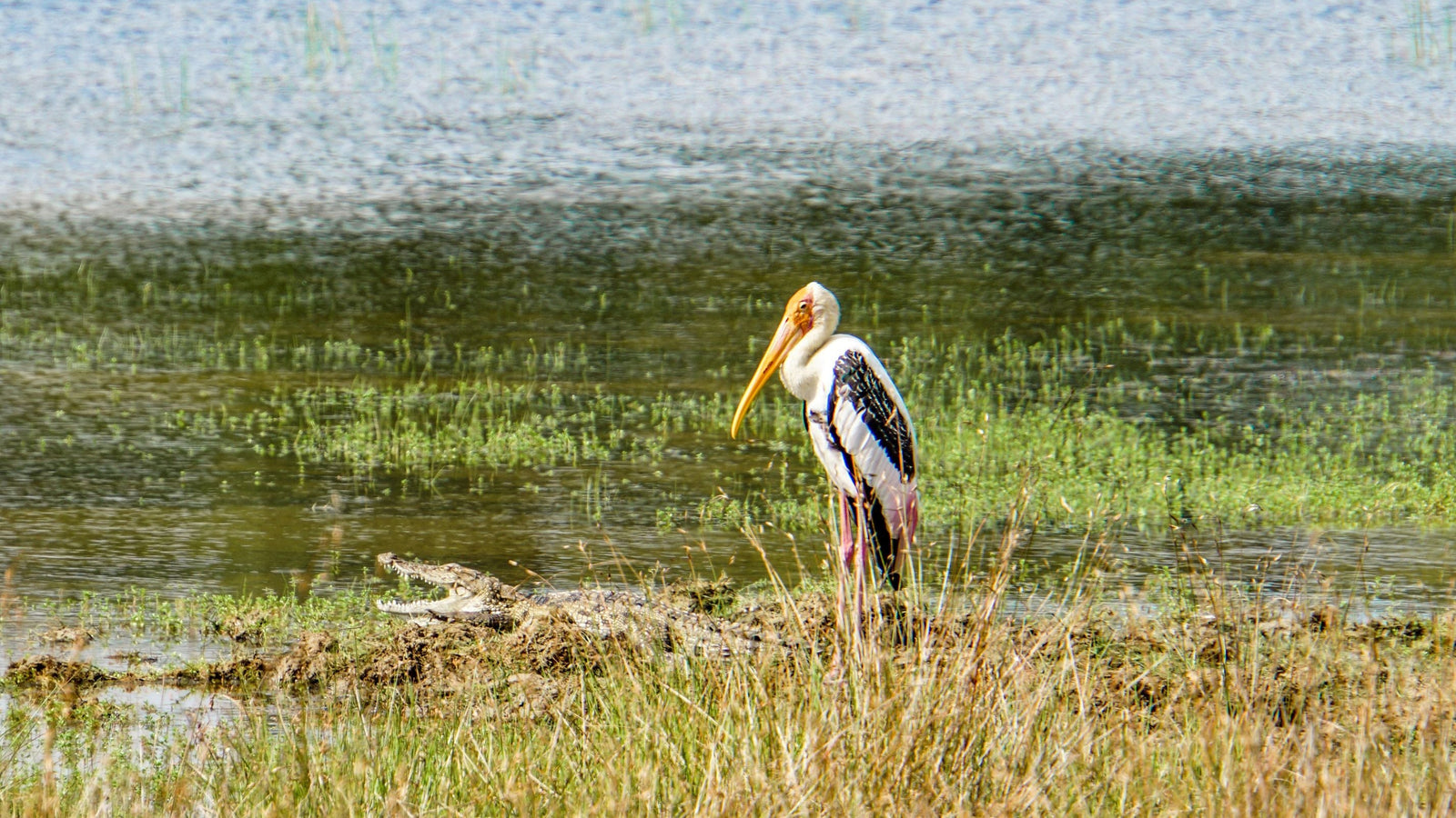 Wilpattu national park